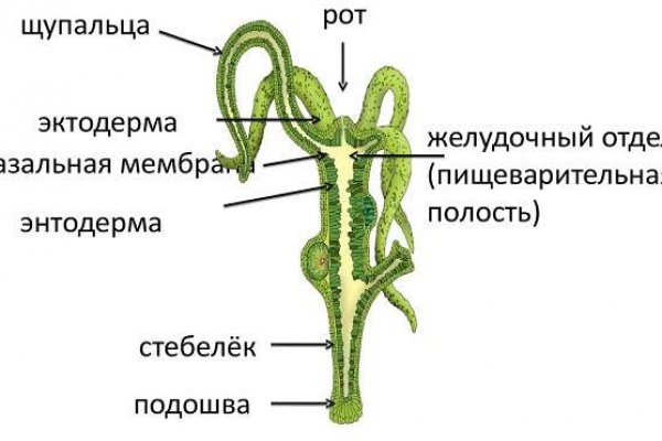 Какая ссылка у кракена