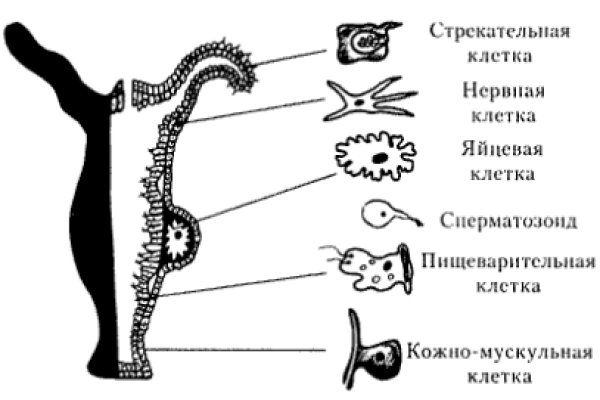 Как зайти на кракен в тор браузере